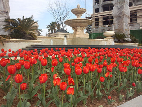 新湖海德公园 郁金香