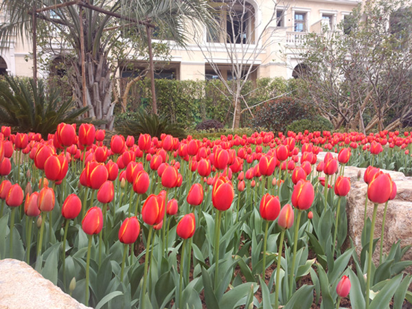 新湖海德公园 郁金香