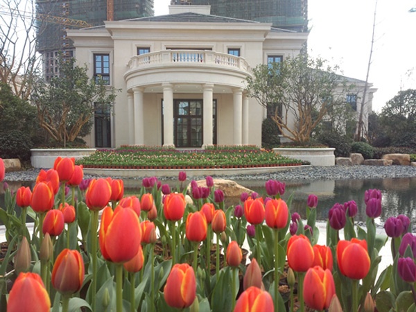 新湖海德公园 郁金香