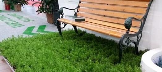 屋顶“空调草坪”可降温8度但贵10倍 你会种吗?